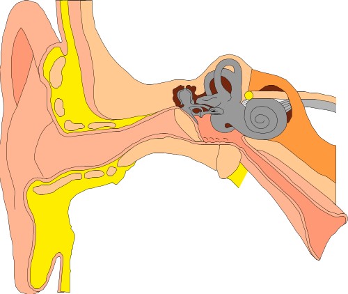 human ear clipart - photo #47