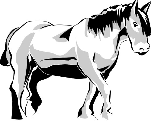 Horse; Animal, Domestic, Farm