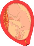 Cross section of baby in womb, Anatomy