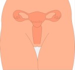 Female reproductive organs, Anatomy, views: 5948