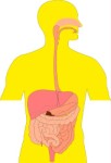 Cross section of human digestive system, Anatomy, views: 4112