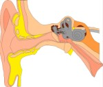 Diagram of human ear, Anatomy, views: 4520