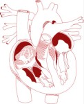 Cross section of human heart, Anatomy, views: 4354