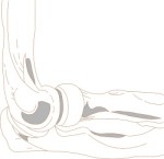 Human elbow joint, Anatomy