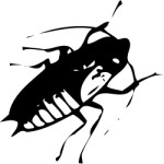 Beetle, Animals