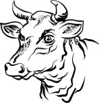Cow, Animals, views: 5944