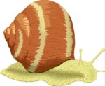 Snail, Crustace