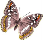 Butterfly, Corel Xara, views: 5095