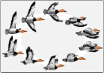 Flight pattern of a duck, Corel Xara, views: 5035